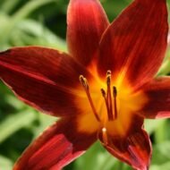 Ming Toy Daylily - Live Plants - Image 5