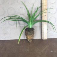 Ming Toy Daylily - Live Plants