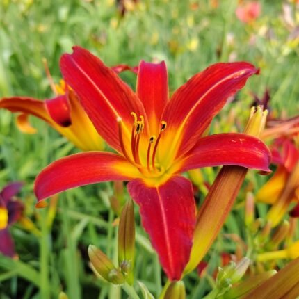 Ming Toy Daylily red flowers above grassy green foliage