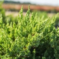 Parsoni Juniper - live starter plants less than 12 inches tall - Image 3