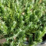 Parsoni Juniper - live starter plants less than 12 inches tall - Image 5
