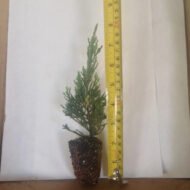 Parsoni Juniper - live starter plants less than 12 inches tall