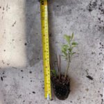 Coontie Palm - Live Plant