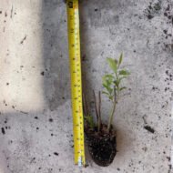 Coontie Palm - Live Plant