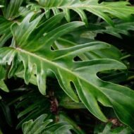 Philodendron Xanadu - live starter plants less than 12 inches tall - Image 4