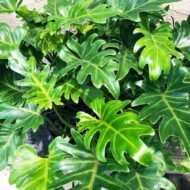 Philodendron Xanadu - live starter plants less than 12 inches tall - Image 3
