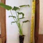 Philodendron Xanadu - live starter plants less than 12 inches tall