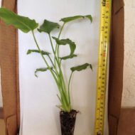 Philodendron Xanadu - live starter plants less than 12 inches tall