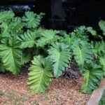 Philodendron Xanadu - live starter plants less than 12 inches tall