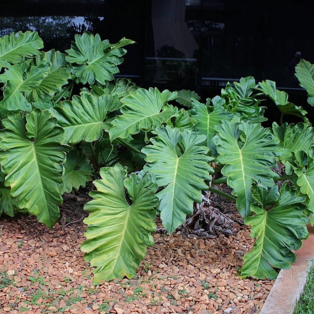 Philodendron Xanadu_carlosplantfarm Philodendron Xanadu - live starter plants less than 12 inches tall - Image 1