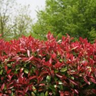 Photinia Red Tip - live starter plants less than 12 inches tall - Image 4