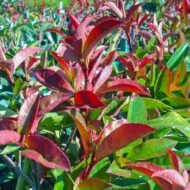 Photinia Red Tip - live starter plants less than 12 inches tall - Image 3