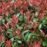 Photinia Red Tip - live starter plants less than 12 inches tall