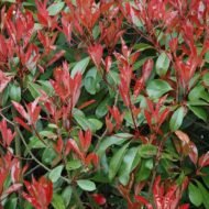 Photinia Red Tip - live starter plants less than 12 inches tall