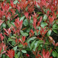 Photinia Red Tip - live starter plants less than 12 inches tall - Image 2