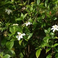 August Beauty Gardenia-Live Plants - Image 3