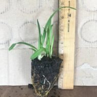 Happy Return Daylilys - live starter plants less than 12 inches tall - Image 2