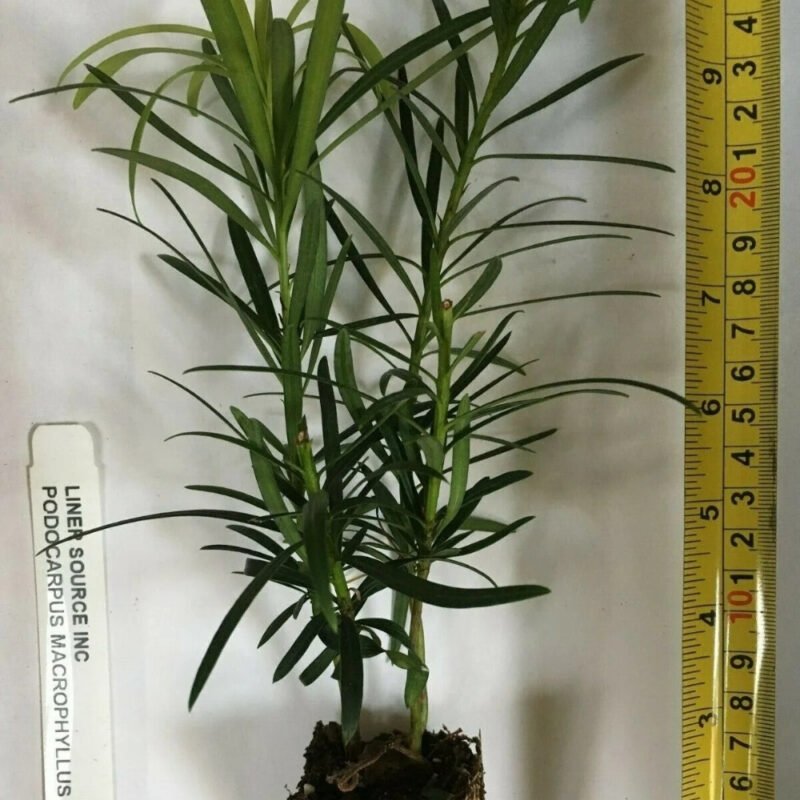 Podocarpus spacing for a hedge, young yew pine plants with narrow dark green leaves