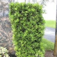 Podocarpus Macrophyllus - live starter plants less than 12 inches tall - Image 4