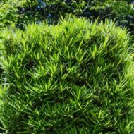 Podocarpus Macrophyllus - live starter plants less than 12 inches tall - Image 3