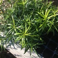 Podocarpus Macrophyllus - live starter plants less than 12 inches tall