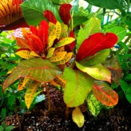 Croton Petra - Image 2