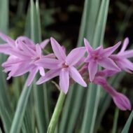 Society Garlic - Live Plants - Image 2