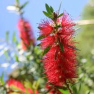 Red Cluster Bottlebrush - live starter plants less than 12 inches tall - Image 4