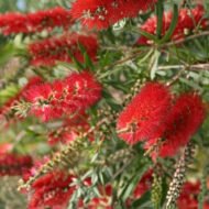 Red Cluster Bottlebrush - live starter plants less than 12 inches tall - Image 3