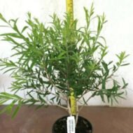 Red Cluster Bottlebrush - live starter plants less than 12 inches tall