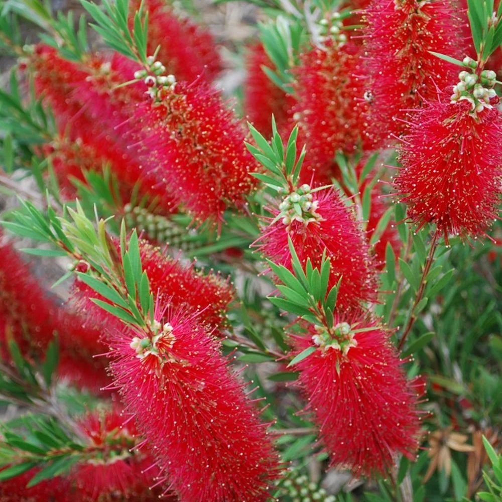 Red Cluster Bottlebrush_carlosplantfarm Red Cluster Bottlebrush - live starter plants less than 12 inches tall - Image 1