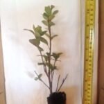 Red Formosa Azalea - live starter plants less than 12 inches tall