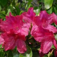 Red Formosa Azalea - live starter plants less than 12 inches tall - Image 4