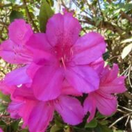 Red Formosa Azalea - live starter plants less than 12 inches tall - Image 5