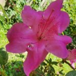 Red Formosa Azalea - live starter plants less than 12 inches tall