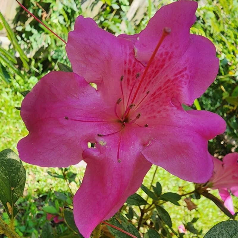 Red Formosa azalea covered in magenta-red flowers