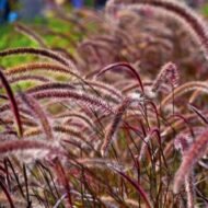 Red Fountain Grass - Live Plants - Image 5