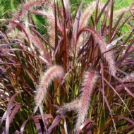 Red Fountain Grass - Live Plants - Image 2