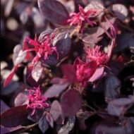 Ruby Loropetalum - live starter plants less than 12 inches tall - Image 5