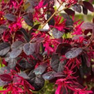 Ruby Loropetalum - live starter plants less than 12 inches tall - Image 4