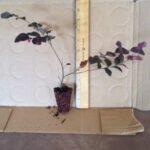 Ruby Loropetalum - live starter plants less than 12 inches tall