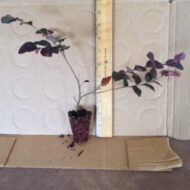 Ruby Loropetalum - live starter plants less than 12 inches tall