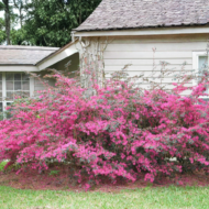 Ruby Loropetalum - live starter plants less than 12 inches tall - Image 2
