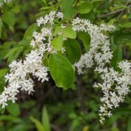 SINENSE LIGUSTRUM - Image 4