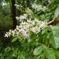 SINENSE LIGUSTRUM - Image 3