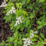 SINENSE LIGUSTRUM - Image 5