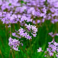 Society Garlic - Live Plants - Image 5