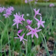 Society Garlic - Live Plants
