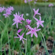 Society Garlic - Live Plants - Image 3