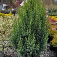 Spiny Greek Juniper - Image 3